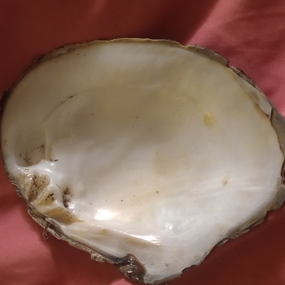 Smudging shell - Picture 4 of 4